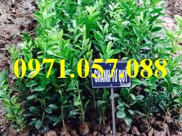GIỐNG CÂY CHANH TỨ QUÝ
